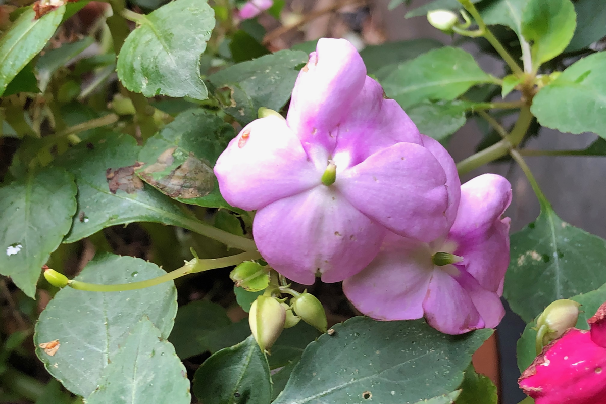 Pink Flowers in November